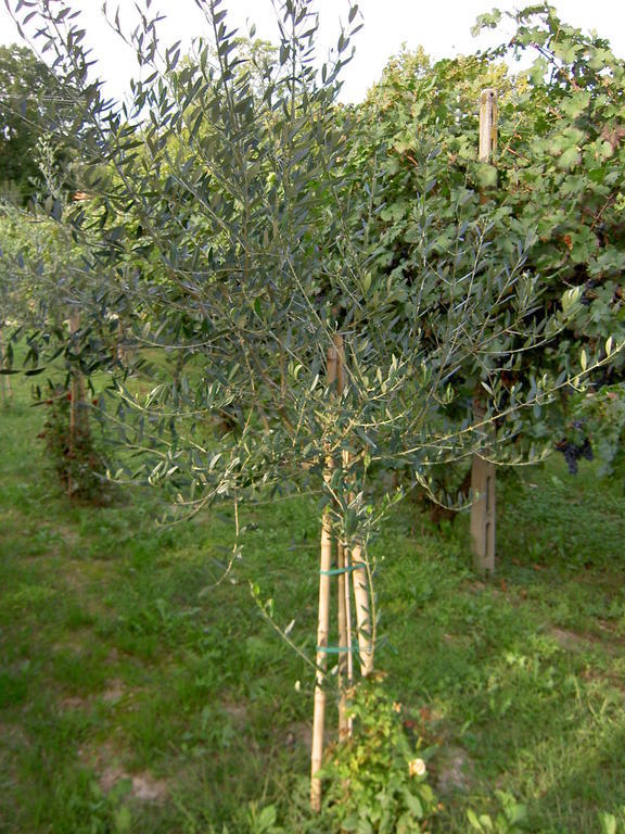Agriturismo Monteortone Abano Terme Exteriör bild